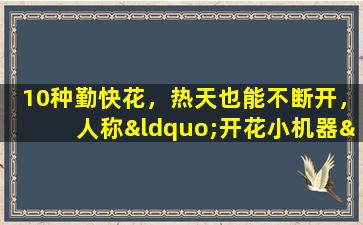 10种勤快花，热天也能不断开，人称“开花小机器”，适合新手养