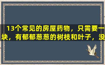 13个常见的房屋药物，只需要一块，有郁郁葱葱的树枝和叶子，没有害虫和许多花朵。