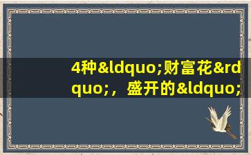 4种“财富花”，盛开的“可以带来运气”。在家里举起锅会带来天空的好预兆