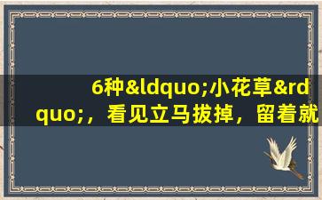 6种“小花草”，看见立马拔掉，留着就是祸害，一年泛滥成灾