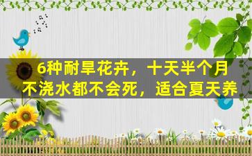 6种耐旱花卉，十天半个月不浇水都不会死，适合夏天养