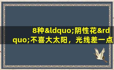 8种“阴性花”不喜大太阳，光线差一点，才能呼呼长“开大花”