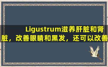 Ligustrum滋养肝脏和肾脏，改善眼睛和黑发，还可以改善广谱抗菌，改善免疫力并抗击肿瘤。