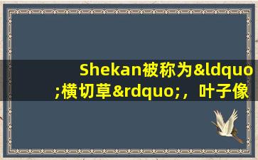 Shekan被称为“横切草”，叶子像虹膜一样排列，这是一种神奇的草药，可以促进痰并消除痰液。