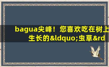 bagua尖峰！您喜欢吃在树上生长的“虫草”吗？