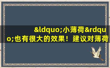“小薄荷”也有很大的效果！建议对薄荷的现代药理作用收集