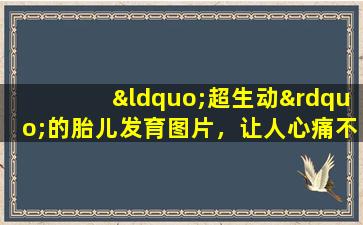 “超生动”的胎儿发育图片，让人心痛不已，带你体验生命的神奇。