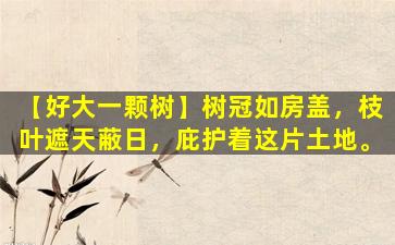 【好大一颗树】树冠如房盖，枝叶遮天蔽日，庇护着这片土地。