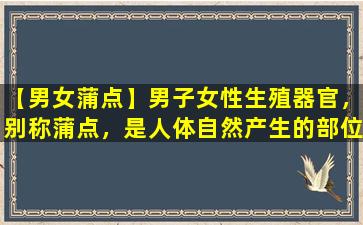 【男女蒲点】男子女性生殖器官，别称蒲点，是人体自然产生的部位，用于繁衍后代。