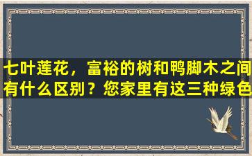 七叶莲花，富裕的树和鸭脚木之间有什么区别？您家里有这三种绿色植物吗？