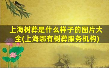 上海树葬是什么样子的图片大全(上海哪有树葬服务机构)