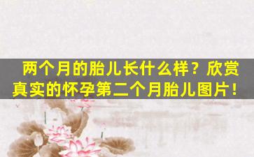 两个月的胎儿长什么样？欣赏真实的怀孕第二个月胎儿图片！