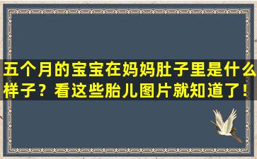 五个月的宝宝在妈妈肚子里是什么样子？看这些胎儿图片就知道了！