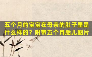 五个月的宝宝在母亲的肚子里是什么样的？附带五个月胎儿图片