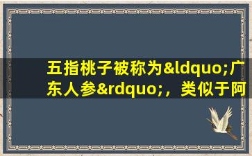 五指桃子被称为“广东人参”，类似于阿斯托拉加鲁斯，但它补充了气果，但不会引起热量。