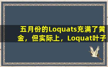 五月份的Loquats充满了黄金，但实际上，Loquat叶子是宝藏，清除肺部并缓解咳嗽，损害胃并减少逆转