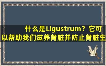 什么是Ligustrum？它可以帮助我们滋养肾脏并防止肾脏生气吗？
