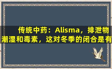 传统中药：Alisma，排泄物潮湿和毒素，这对冬季的闭合是有益的
