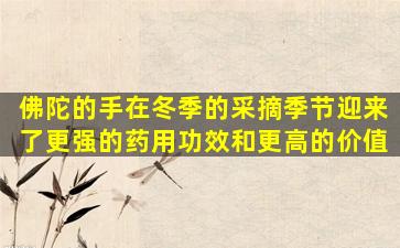 佛陀的手在冬季的采摘季节迎来了更强的药用功效和更高的价值