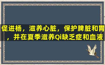 促进杨，滋养心脏，保护脾脏和胃，并在夏季滋养Qi缺乏症和血液缺乏症