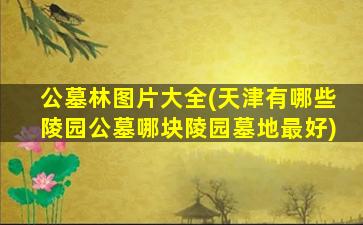 公墓林图片大全(天津有哪些陵园公墓哪块陵园墓地最好)