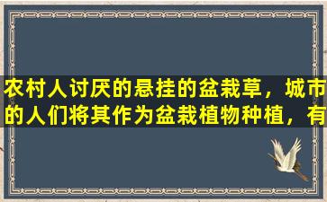 农村人讨厌的悬挂的盆栽草，城市的人们将其作为盆栽植物种植，有些人在上面赚了很多钱