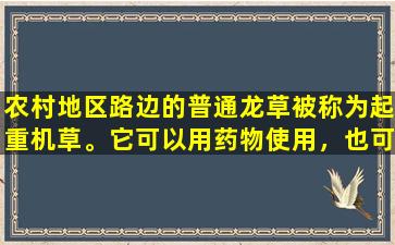 农村地区路边的普通龙草被称为起重机草。它可以用药物使用，也可以是美味的野生蔬菜。