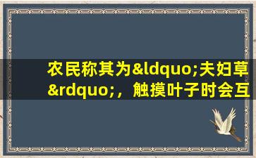 农民称其为“夫妇草”，触摸叶子时会互相拥抱。你们彼此认识吗？