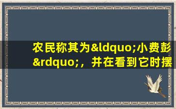 农民称其为“小费彭”，并在看到它时摆脱它。它也称为鱼胆草，可用于喂猪。