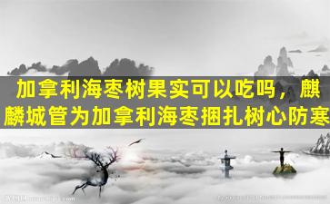 加拿利海枣树果实可以吃吗，麒麟城管为加拿利海枣捆扎树心防寒