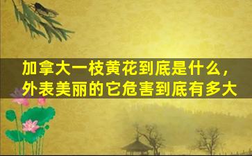 加拿大一枝黄花到底是什么，外表美丽的它危害到底有多大