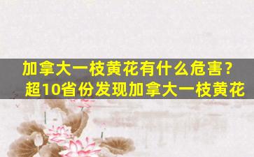 加拿大一枝黄花有什么危害？超10省份发现加拿大一枝黄花