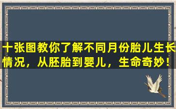 十张图教你了解不同月份胎儿生长情况，从胚胎到婴儿，生命奇妙！