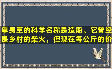 单身草的科学名称是造船。它曾经是乡村的柴火，但现在每公斤的价格为20元。看到它时，请珍惜它。
