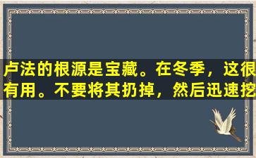 卢法的根源是宝藏。在冬季，这很有用。不要将其扔掉，然后迅速挖掘以解决大麻烦。