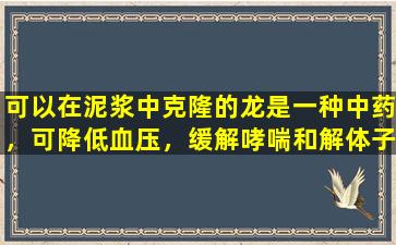 可以在泥浆中克隆的龙是一种中药，可降低血压，缓解哮喘和解体子午线。它变成更有力的水