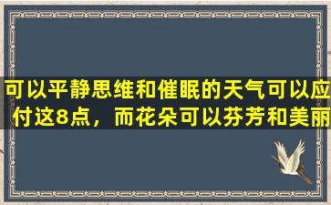 可以平静思维和催眠的天气可以应付这8点，而花朵可以芬芳和美丽。