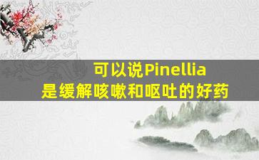 可以说Pinellia是缓解咳嗽和呕吐的好药
