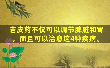 吉皮药不仅可以调节脾脏和胃，而且可以治愈这4种疾病。