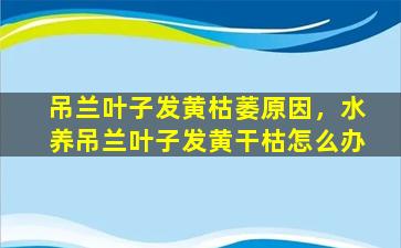 吊兰叶子发黄枯萎原因，水养吊兰叶子发黄干枯怎么办