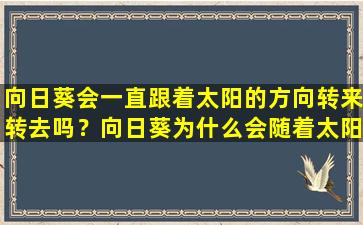 向日葵会一直跟着太阳的方向转来转去吗？向日葵为什么会随着太阳转动