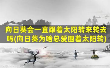 向日葵会一直跟着太阳转来转去吗(向日葵为啥总爱围着太阳转)