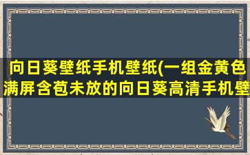向日葵壁纸手机壁纸(一组金黄色满屏含苞未放的向日葵高清手机壁纸)