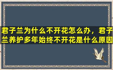 君子兰为什么不开花怎么办，君子兰养护多年始终不开花是什么原因呢