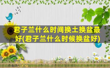 君子兰什么时间换土换盆最好(君子兰什么时候换盆好)