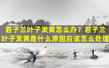 君子兰叶子发黄怎么办？君子兰叶子发黄是什么原因应该怎么处理
