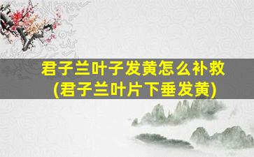 君子兰叶子发黄怎么补救(君子兰叶片下垂发黄)