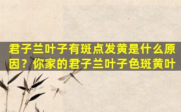 君子兰叶子有斑点发黄是什么原因？你家的君子兰叶子色斑黄叶
