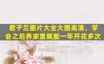 君子兰图片大全大图高清，学会之后养家里就能一年开花多次