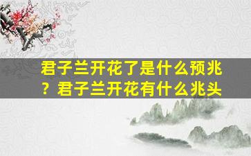 君子兰开花了是什么预兆？君子兰开花有什么兆头